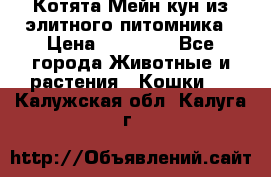 Котята Мейн-кун из элитного питомника › Цена ­ 20 000 - Все города Животные и растения » Кошки   . Калужская обл.,Калуга г.